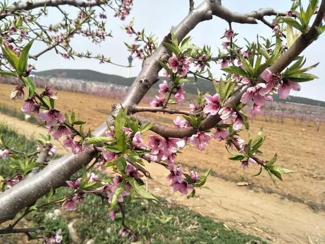  「能吃」春季里最美的野花，小时候天天见，现在成了稀罕物，你认识几种？