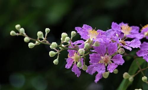 【驱蚊】3种花堪比“香水”,开花漂亮养护简单,驱蚊赶虫很实用,真漂亮