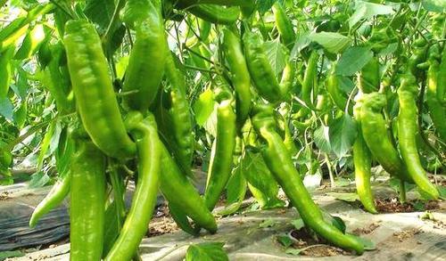 经常吃辣椒是致癌还是抗癌，网络传言太可恶，靠谱的答案是这样！