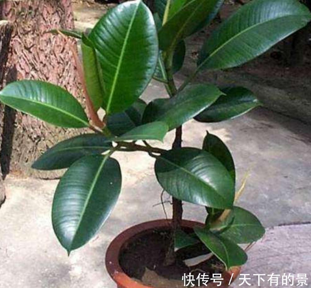 『春天』橡皮树不长新叶,春天做好几件事,长得旺盛,叶子浓绿