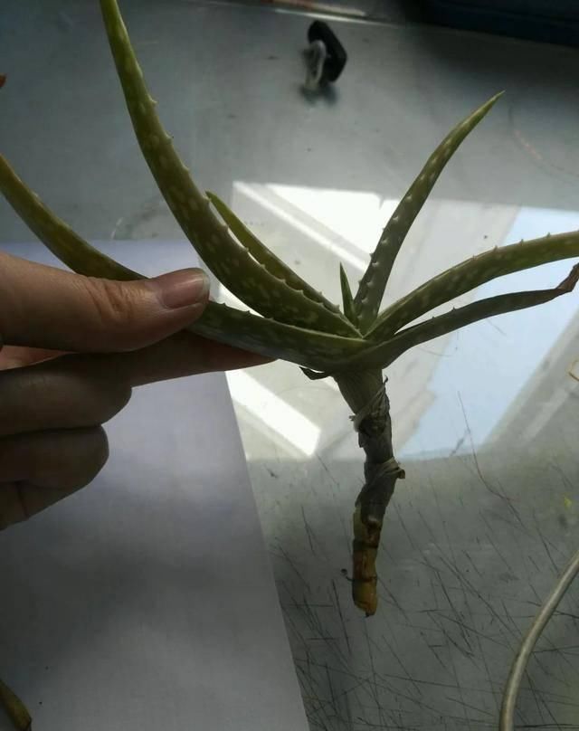  植物：水里还能养芦荟 简单几步 土培变水培