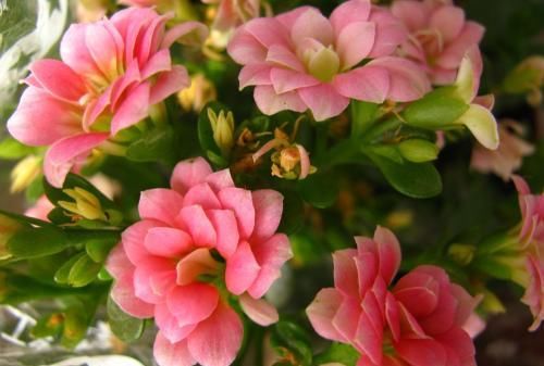  「特别」4月养这“2种花”，狠心“剪一剪”，不徒长、不黄叶，越养越漂亮