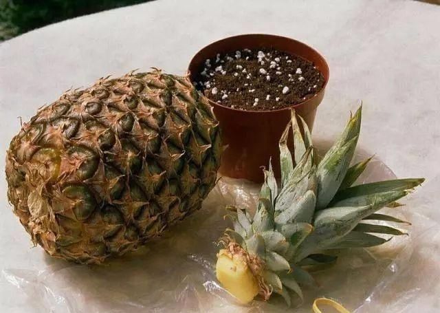 【顶端】吃完菠萝叶子不要扔,找个花盆栽进去,很快就能结出大菠萝