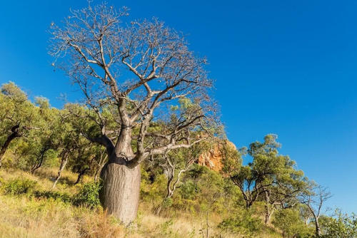 全球最珍贵的五种树，价值非凡，其中猴面包树是沙漠中的大水库