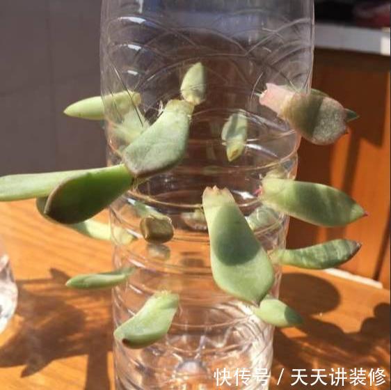  『扦插』养护神器：塑料瓶千万别扔，用来养花用处多