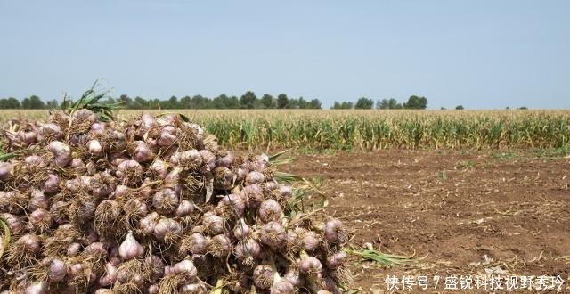  [小伙]农村小伙巧用“农业经”，8个月赚36万，看他做了啥