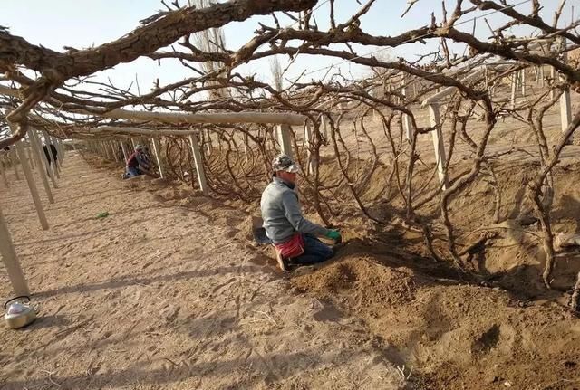  『热火朝天』四月，吐鲁番一片热火朝天