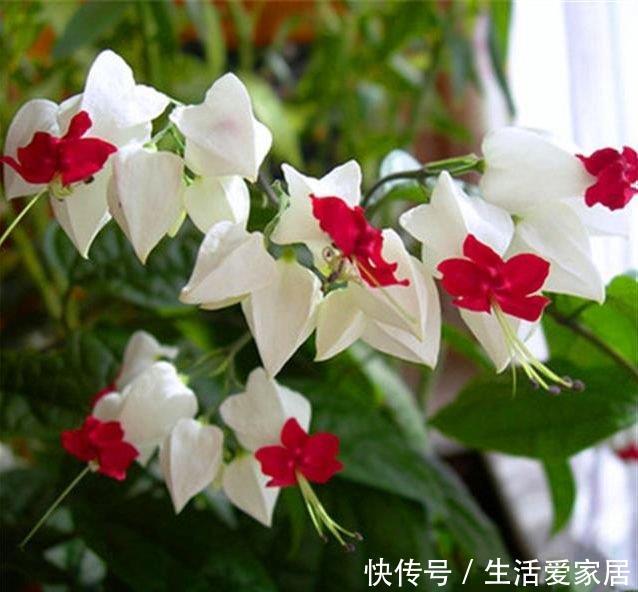 【漂亮】4种漂亮花,好养易活,花开不断,挤满整个阳台,你喜欢哪一种