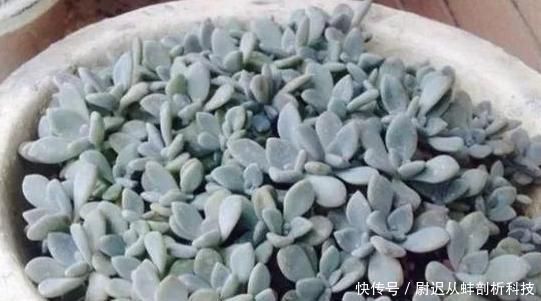  [盆栽]怎么养殖多肉盆栽长得快？3个小常识，让它比控水长得更好