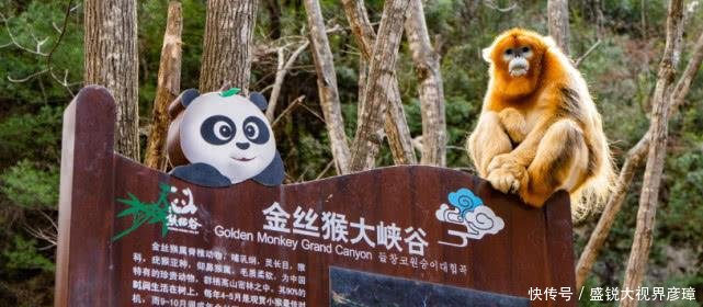 陕西大山深处，有一座仅有6辆出租车的县城，却拥有大熊猫金丝猴