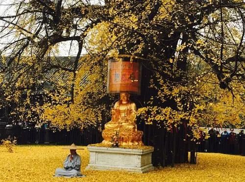 唐太宗李世民亲自种下的银杏,火到了国外,美了1400年!