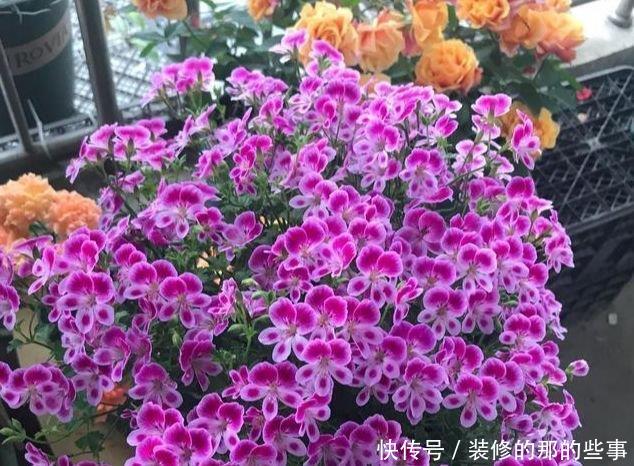 【艳丽】此款花卉,好养易爆盆,四季繁花似锦,姿色艳丽
