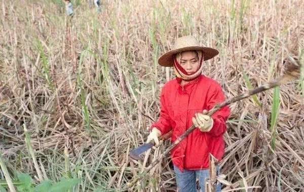 越南女孩来广西打工砍甘蔗，想嫁给中国男人，为何却无人敢娶?