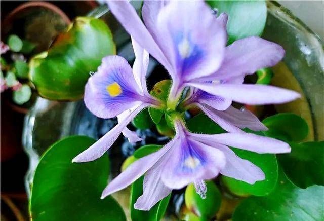 「花草」这些盆栽植物都是喝水的。它们每一个都盛开着花草