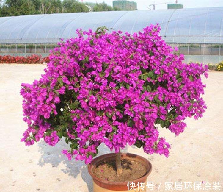  [花型]喜欢在家中养护漂亮的花卉，就养护花型特别，花色艳丽，容易开花