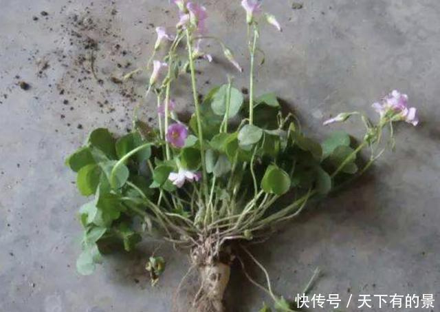  「回家」炎热的夏天，在河边看到“酢浆草”，可以挖回家养，珍贵、值钱