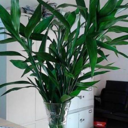  [绿萝]隔3天就喷一点这种“自制溶液”，富贵竹、绿萝、吊兰疯长不止！