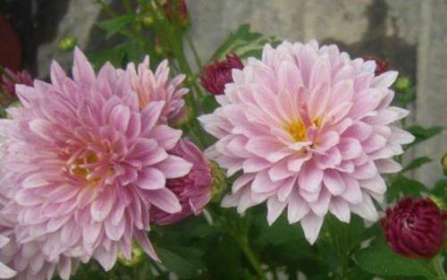  『名流千秋』喜欢菊花，就养“菊中精品”碧空银花，是银白莲花，清秀淡雅