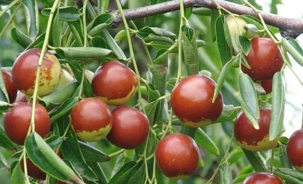  「家门口」门前栽树有门道？这5种树能“镇宅”，这3种不能栽，