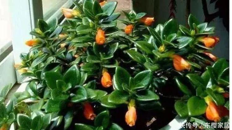 「富贵」几种旺运花,吉祥添富贵,迷人的花朵开满整个花盆,快养起来吧