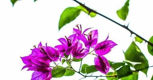  [阳台]家里的阳台都能养什么开花植物？