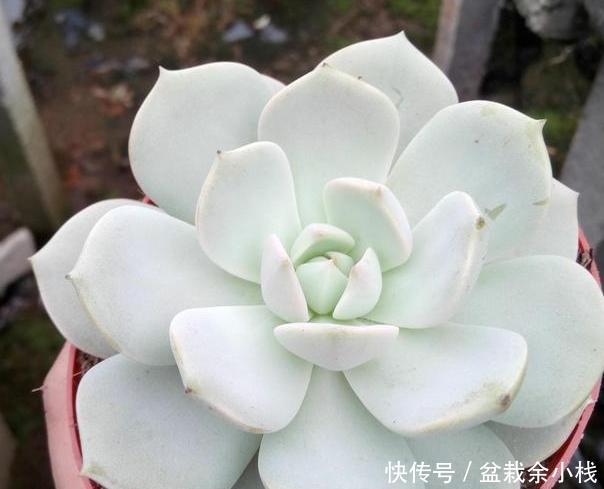 #付诸于实#多肉盆栽该怎么养护?学会这''6大要素'',小白分分钟变身高手