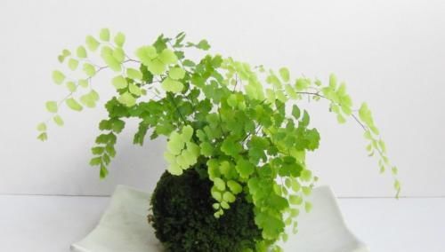  [吸毒草]净化空气“小能手”，家里养这三种花卉，远离二手烟天天好空气！
