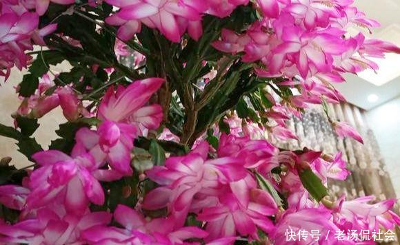  『仙人』仙人掌薄成纸2个小方法，吃成大胖子，长成老树桩，挂满仙人果