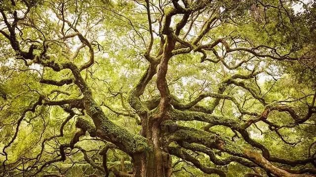  种树■“要想富，少种粮食多种树”，农村“种树热”的背后意味着什么？