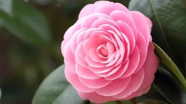  【花中】中国10大名花，哪个是你的最爱？