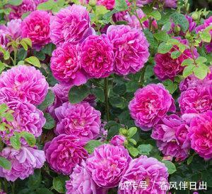 「选择」喜欢养护花卉,就可以选择这款花卉,满足欣赏和幸福美满为一体