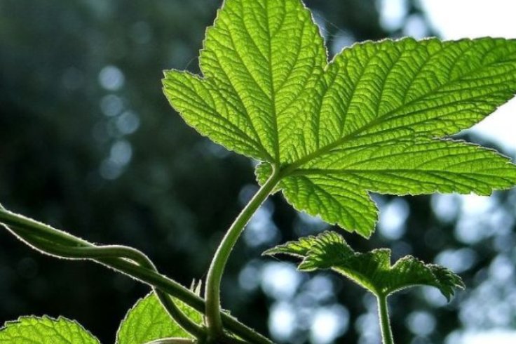  「乡下」乡下的一种野草是害草，被农民嫌弃，殊不知它的价值很