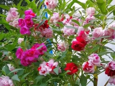  「观赏花卉」养花也有门道，最值得养的5种花，越养身体越健康