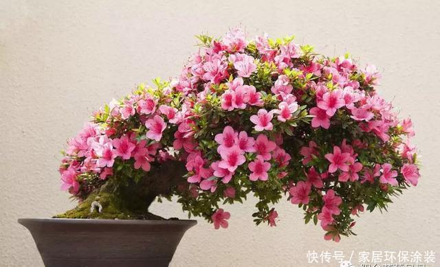 盆栽|别人家的盆栽杜鹃花,为什么总是那么美,而你的总是掉叶子