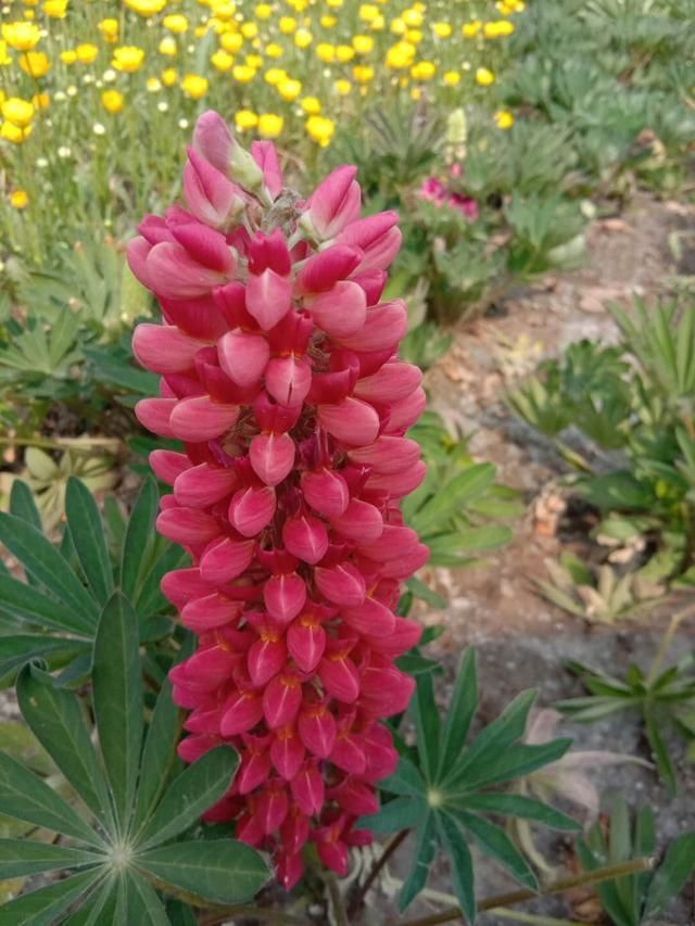  『盛花期』原来鲁冰花真的是一种花，这里有10万株进入盛花期