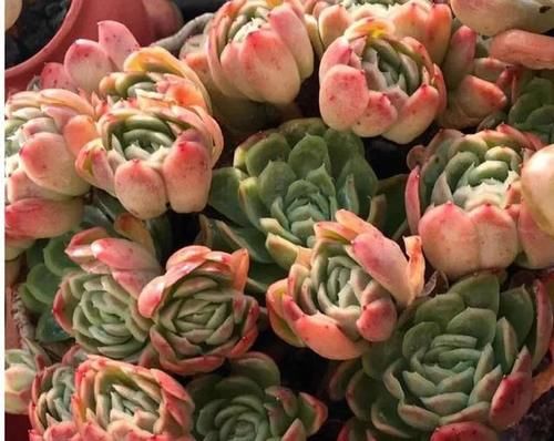  露养■多肉露养好时节：扔外面，1个月没管，美得跟整容了一样！