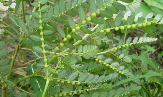 「绿果」这种野草生的有趣,叶片下面全是小绿果,一打听名字还叫“潮汕”