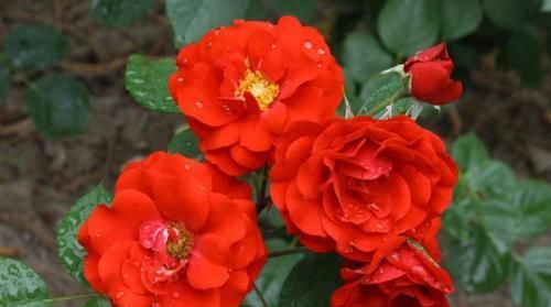  #种植#月季花,用园土种植可以吗?该怎么配土?