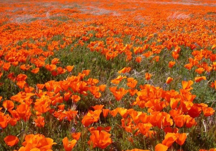 世界上最神奇的沙漠，长满多肉和鲜花，游客：怕不是个假的？