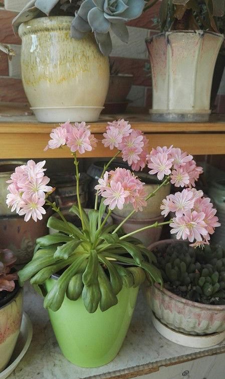  #阳台#家养这几款花卉，浇点水就爆盆，阳台上栽上几盆，花开美观又大气