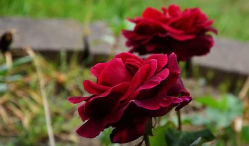  「路易十四」此花颜色独特，花朵硕大，长势茂盛，花期长，适合养护
