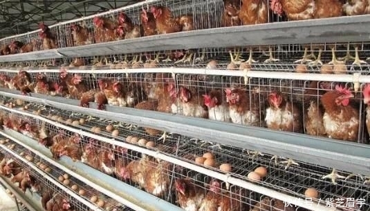  「养殖」农村养殖好项目有哪些？