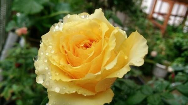  「春天」花期最长的花排名都是什么?