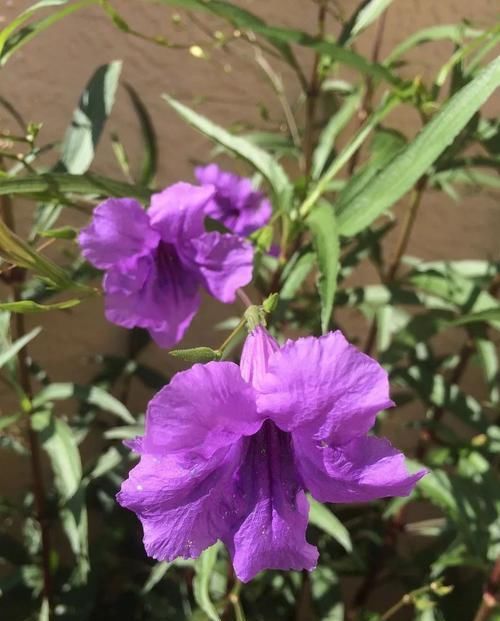  「观花」这种名叫兰花草的植物，是不是你要找的观花植物呢？