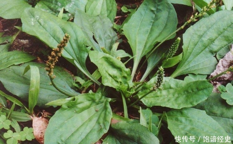  车前草■农村人憎恨的野草，喂鸡是一绝，却不知晒干一斤卖5元，