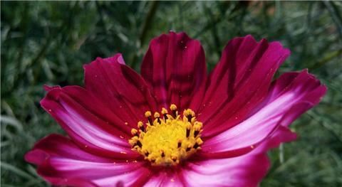 『开花』1种花耐旱好养,盆盆开花旺,养在阳台变“花海”