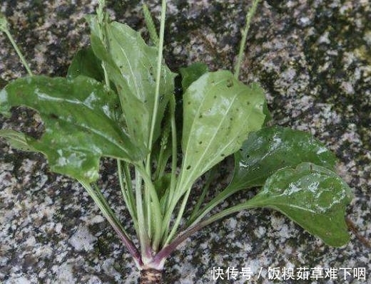 车前草@在井边,生长着1种“猪耳草”,叶片像“猪耳朵”,价值高,奇特