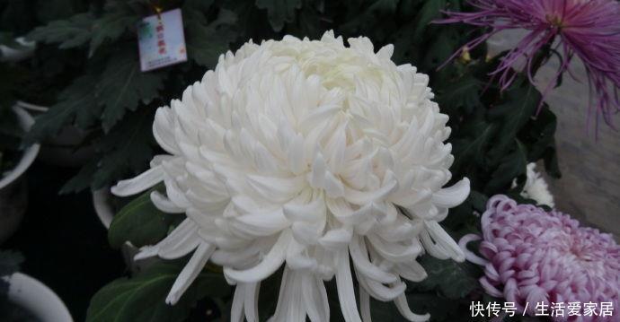 【花型】喜欢玫瑰,不如养盆“珍品名菊”唐宇傲雪,花型饱满,素雅高贵!
