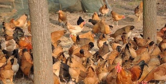  【养殖户】土鸡养殖户可以从这几个点实现低成本，获得更多的效