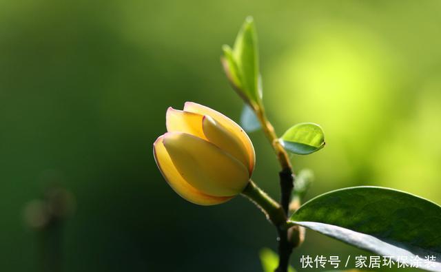 家里|这花只开一半花,香味却能飘老远,养在家里闻花香